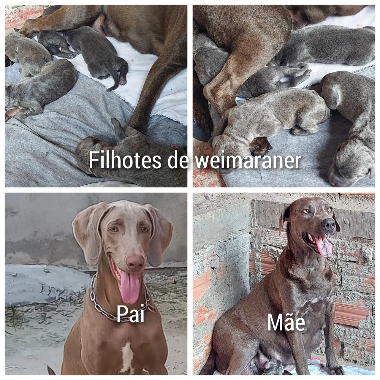 Filhotes de Weimaraner