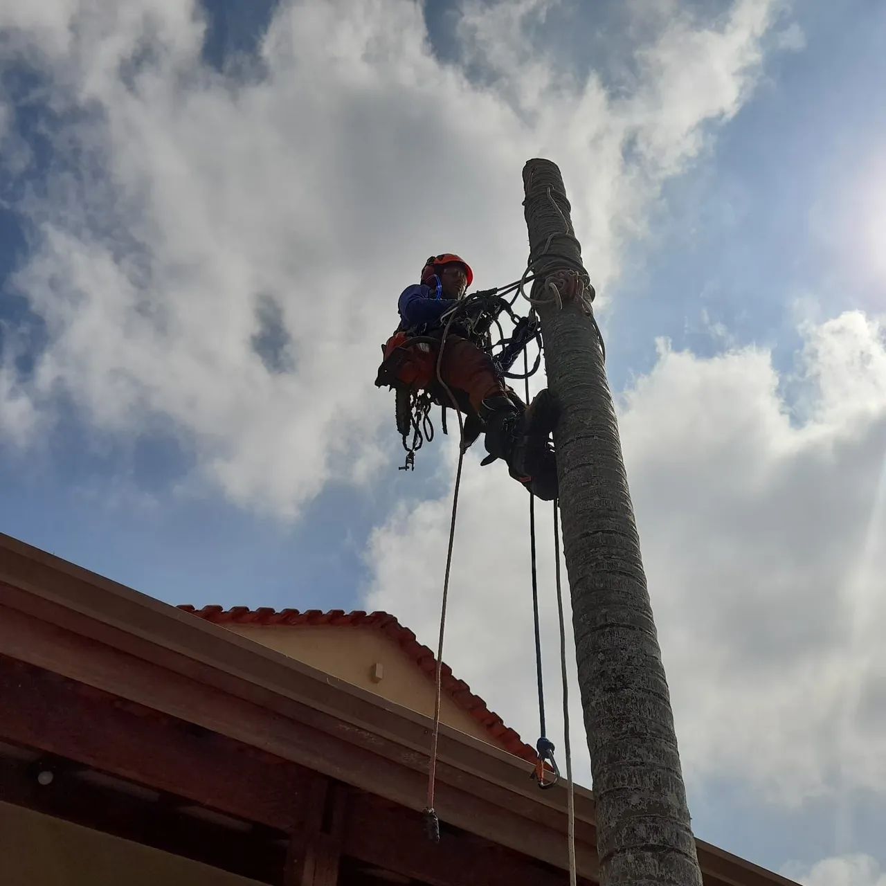 Podas e remoção de árvores - Rápido e sem dor de cabeça! - Foto 3