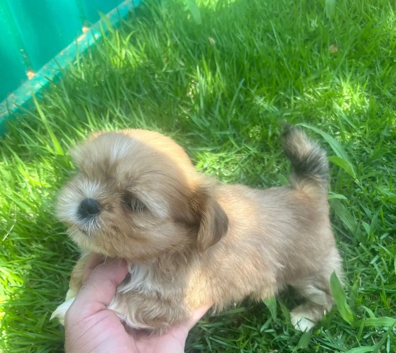 Shitzu vacinado - Foto 4