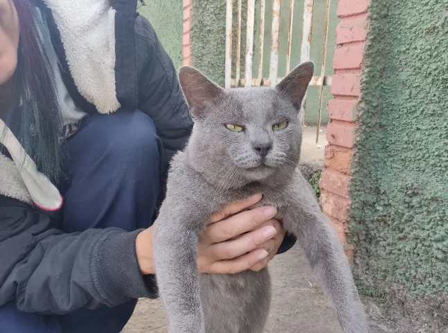 Gato para doação