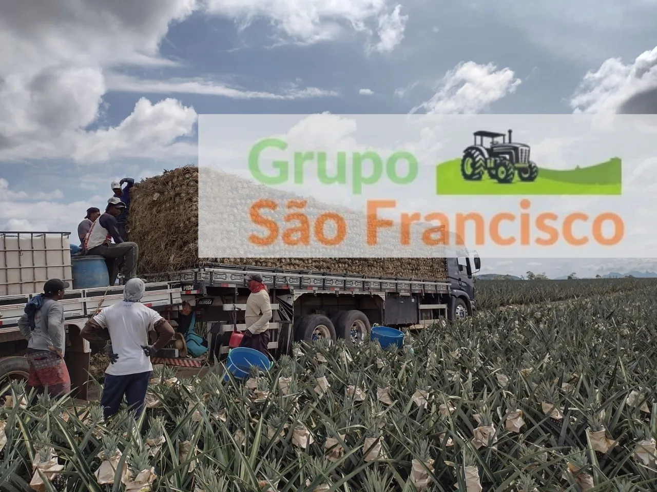 Distribuidora de Abacaxi