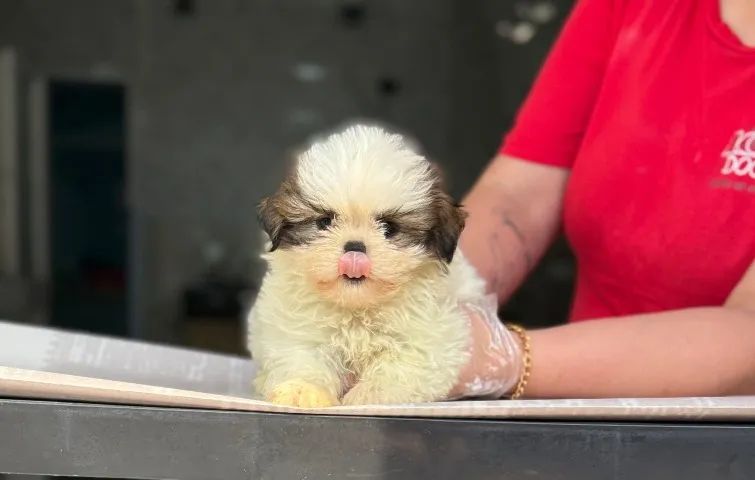 Shih Tzu: Machinho 52 Dias Vacinas - Garantia de Saúde - 100% Raça Pura