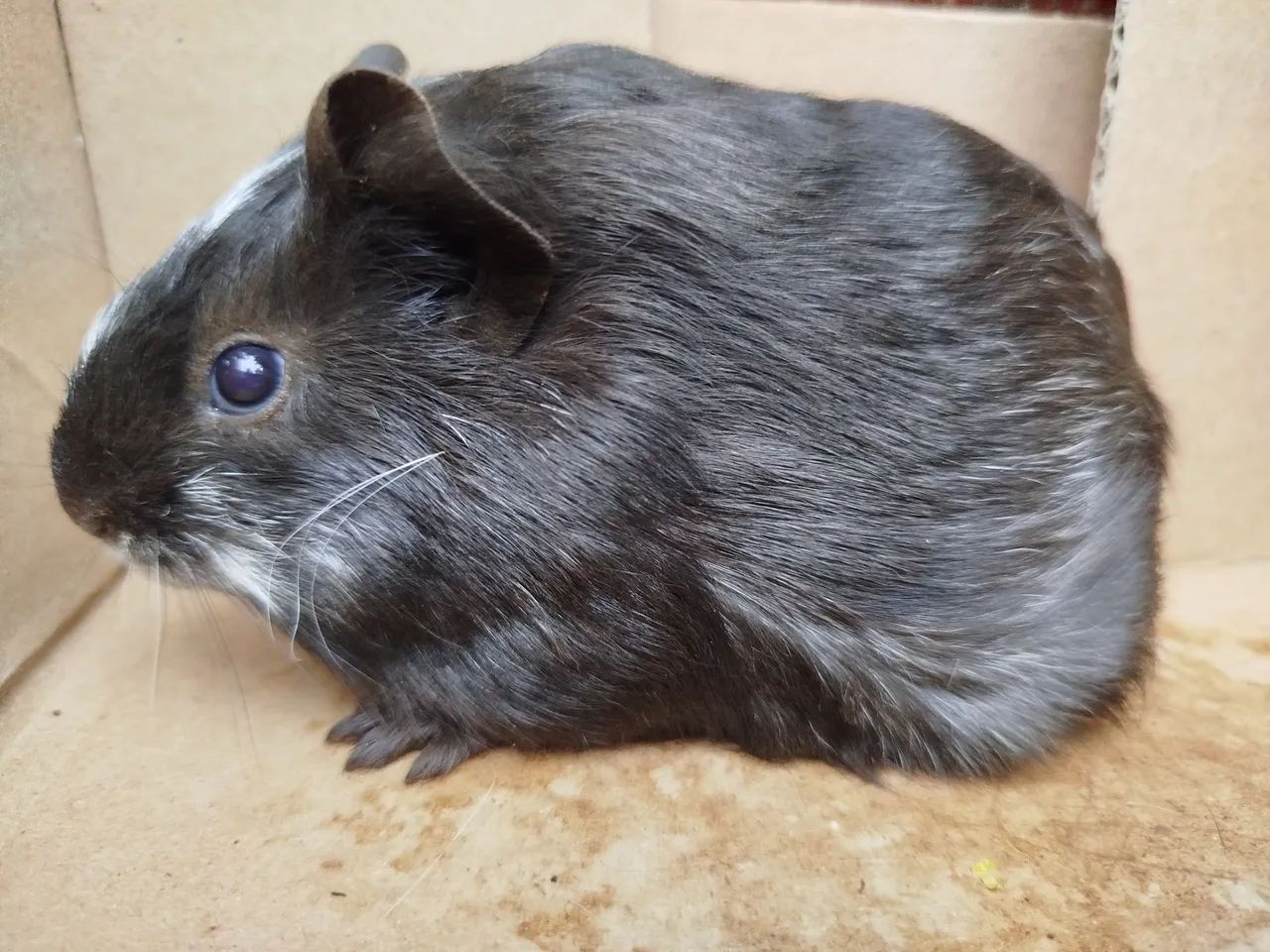 Porquinhos da índia  - Foto 4