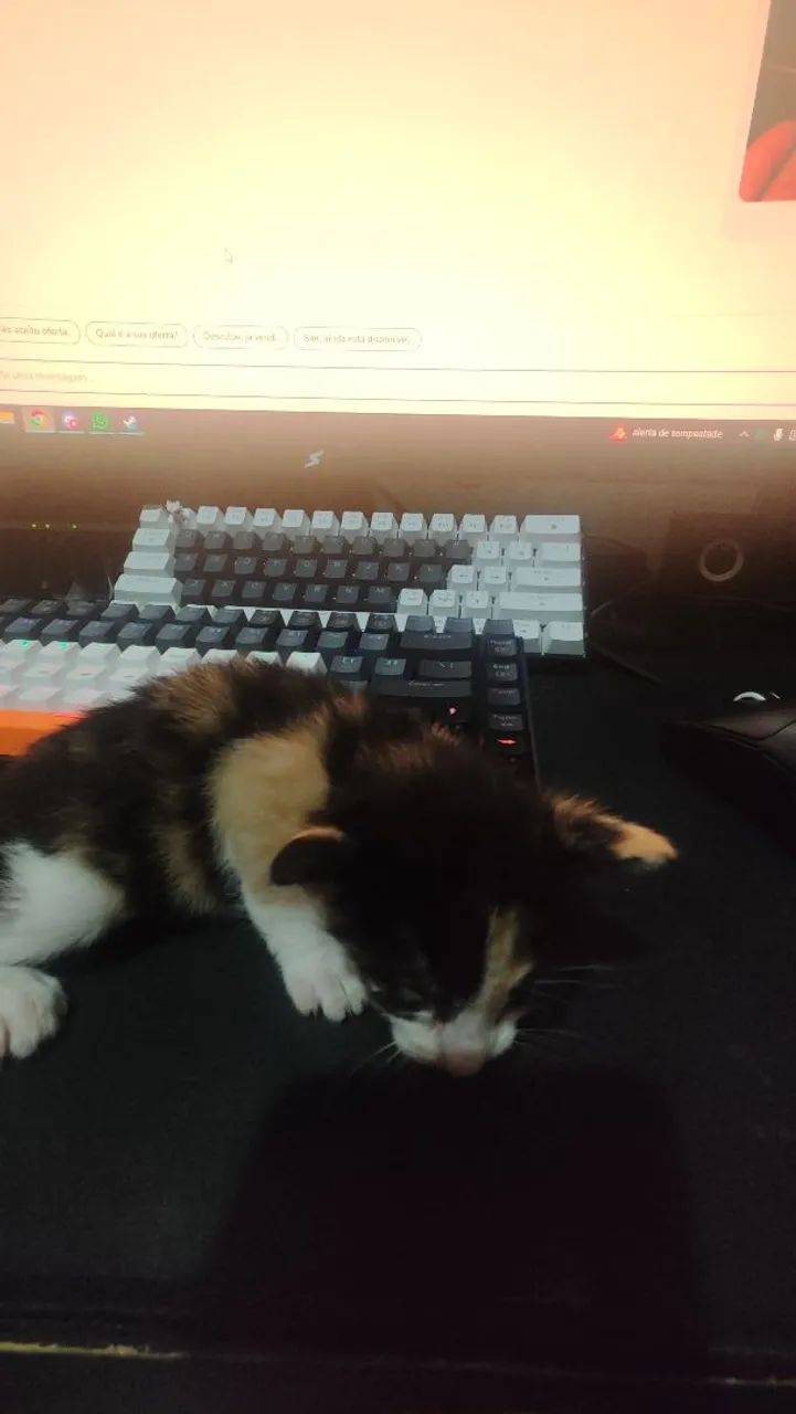 Doação de Gatos - Foto 3