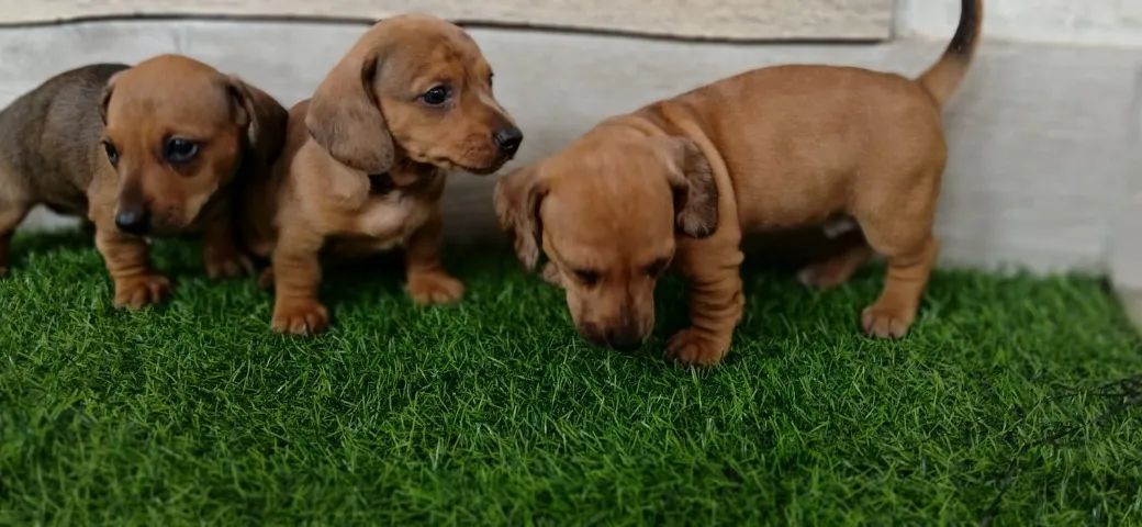 Dachshund...Basset anões...Legitimos . Fêmea e macho...Vacinados. ac. Cartão - Foto 4