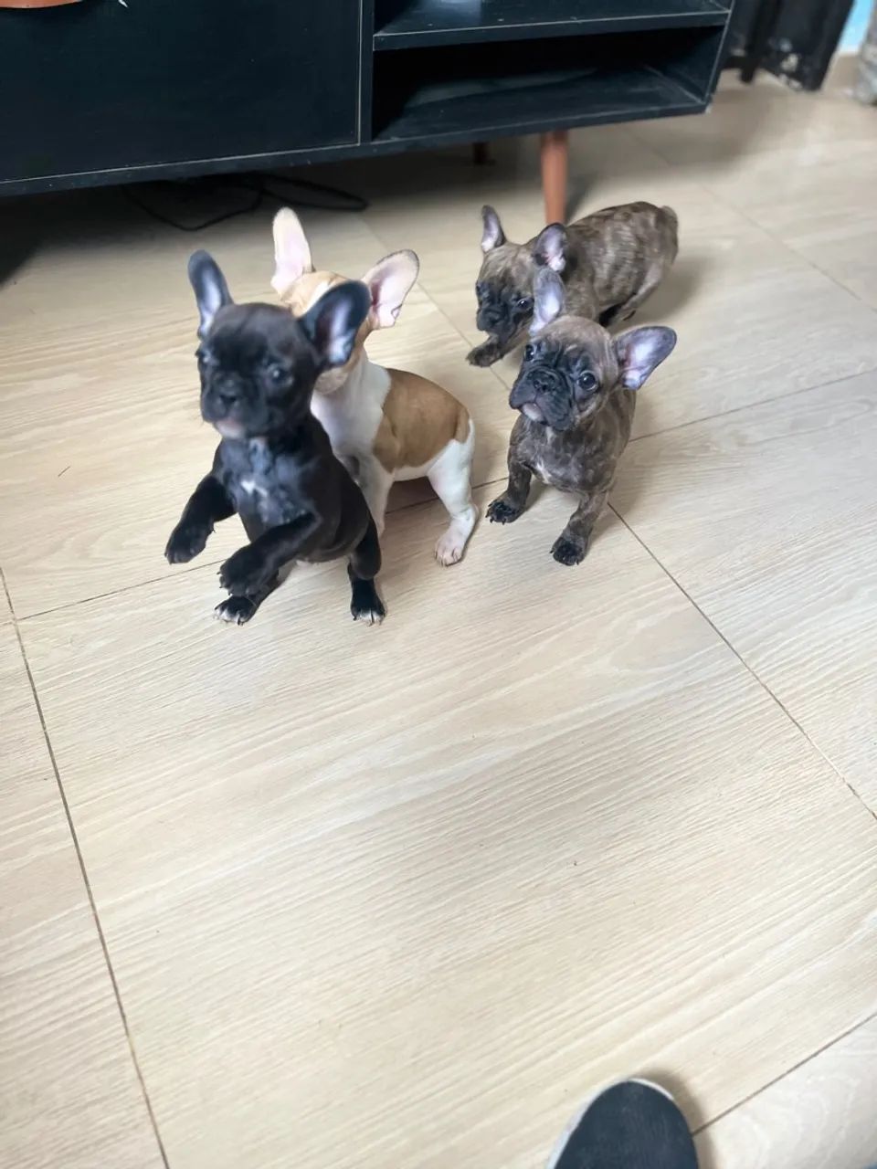 Filhotes buldogue francês  - Foto 4