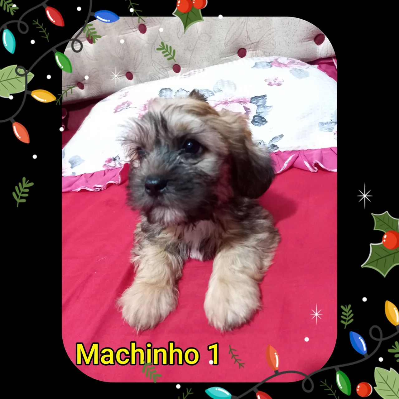 Filhote MACHINHO de shitzhu - Foto 5