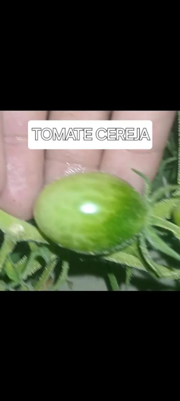 Mudas Frutiferas e outras Morangos Gigantes,  - Foto 2