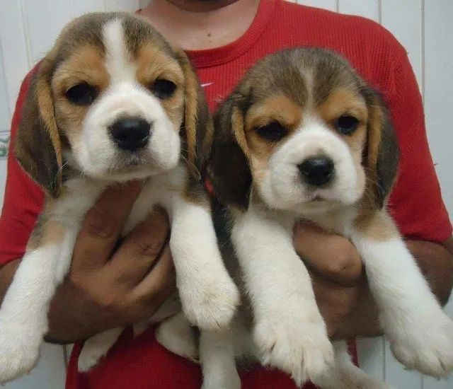 Beagle mini - Fêmeas lindas com vacina, contrato e garantia- Somos loja física