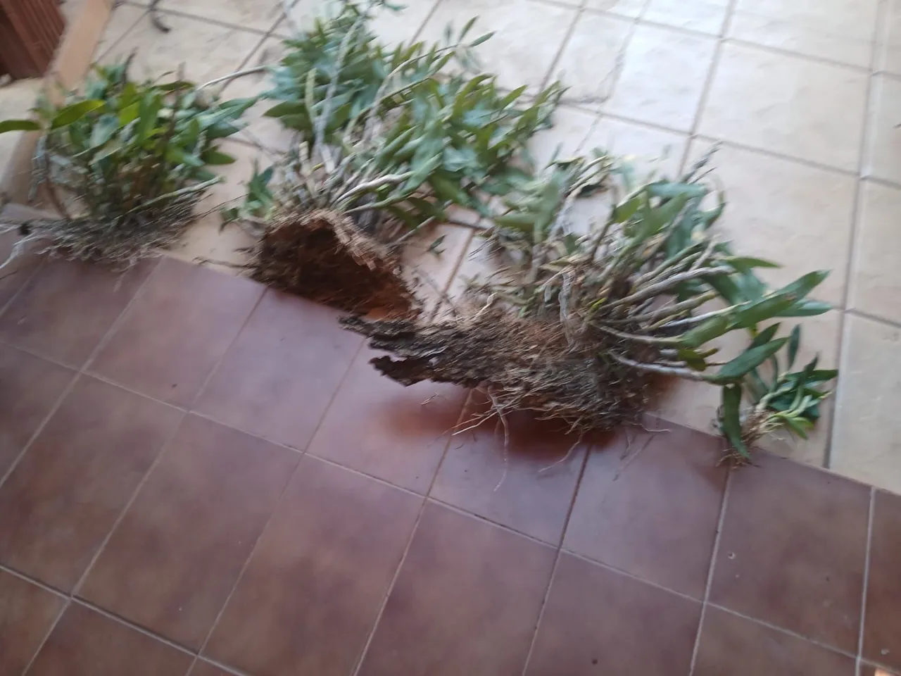 Mudas de Orquídea em Perfeitas Condições