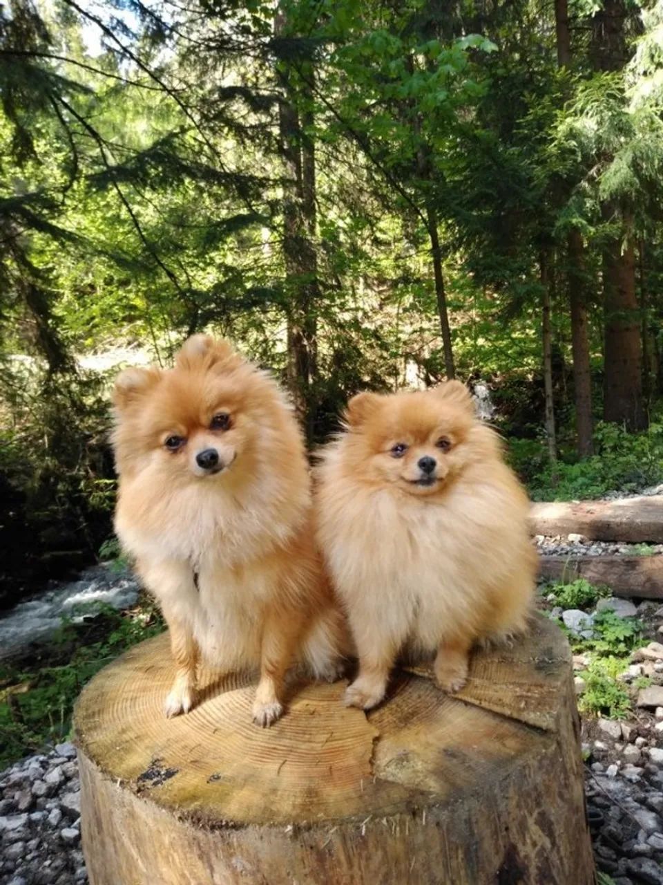 Lulu da Pomerania / Spitz Alemão Femeas 