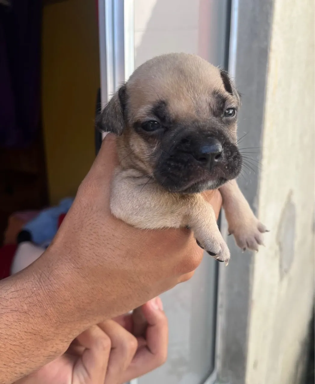 Filhotes de pitbull e american bully uma mistura gostosa