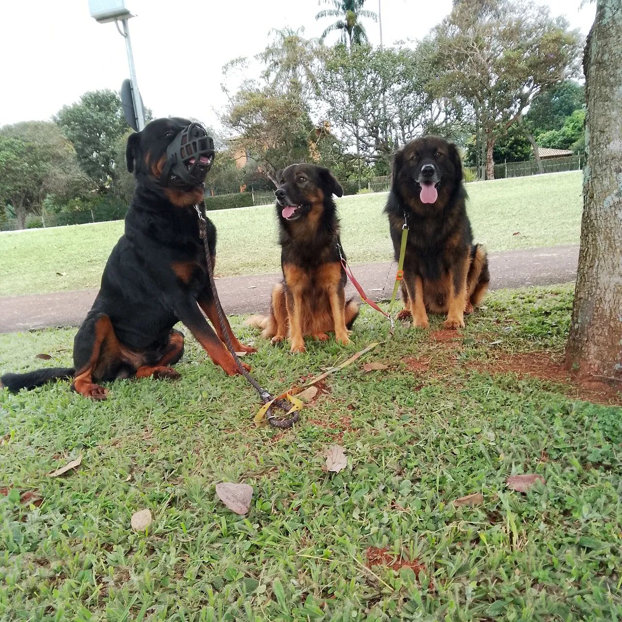 Adestramento de cães - Obediência e Companhia - Foto 5