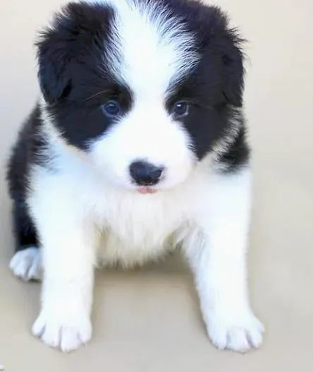 Border Collie trabalhamos com mais de 20 raças. - Foto 2