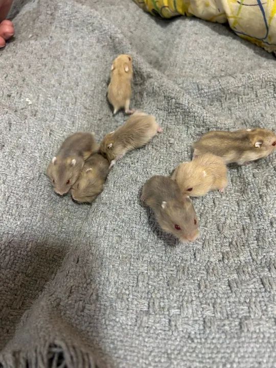 Filhote de hamster anão