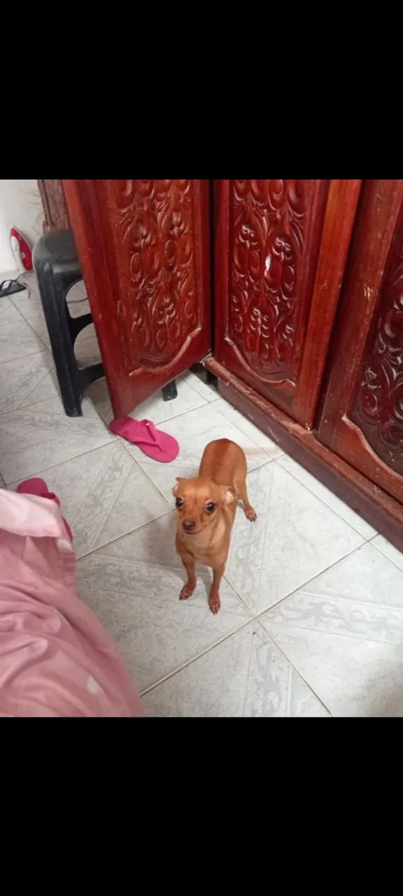 Filhote de Pinscher disponível para adoção