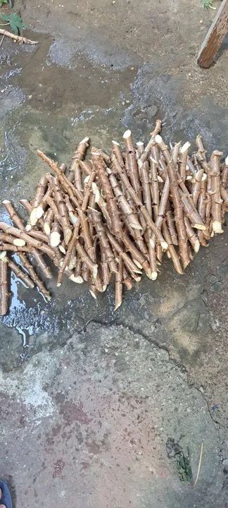 Feixo de macaxeira para plantio - Foto 5