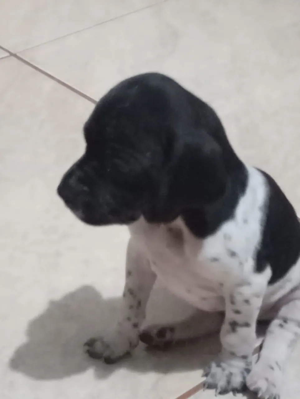 Cão perdigueira