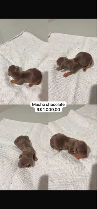 Filhotes Teckel Arlequim e Chocolate - Foto 6