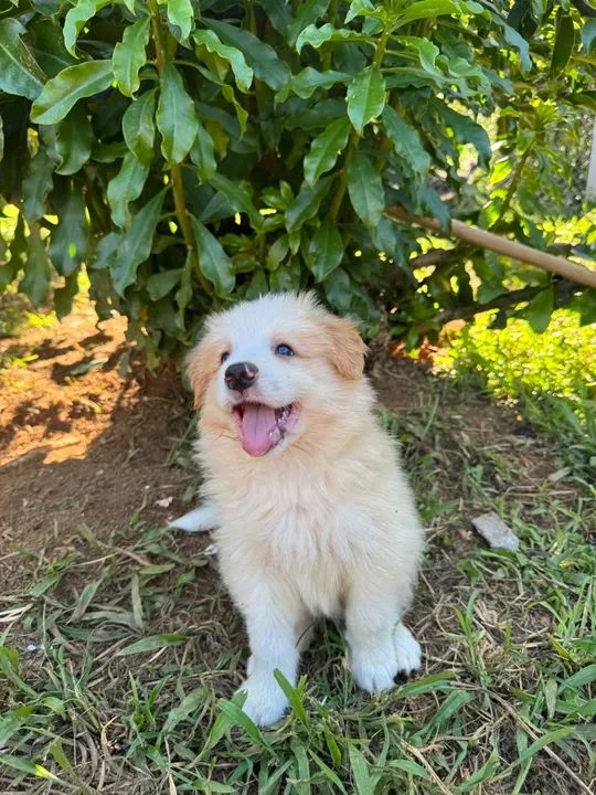 Filhote de Border Collie - Foto 2