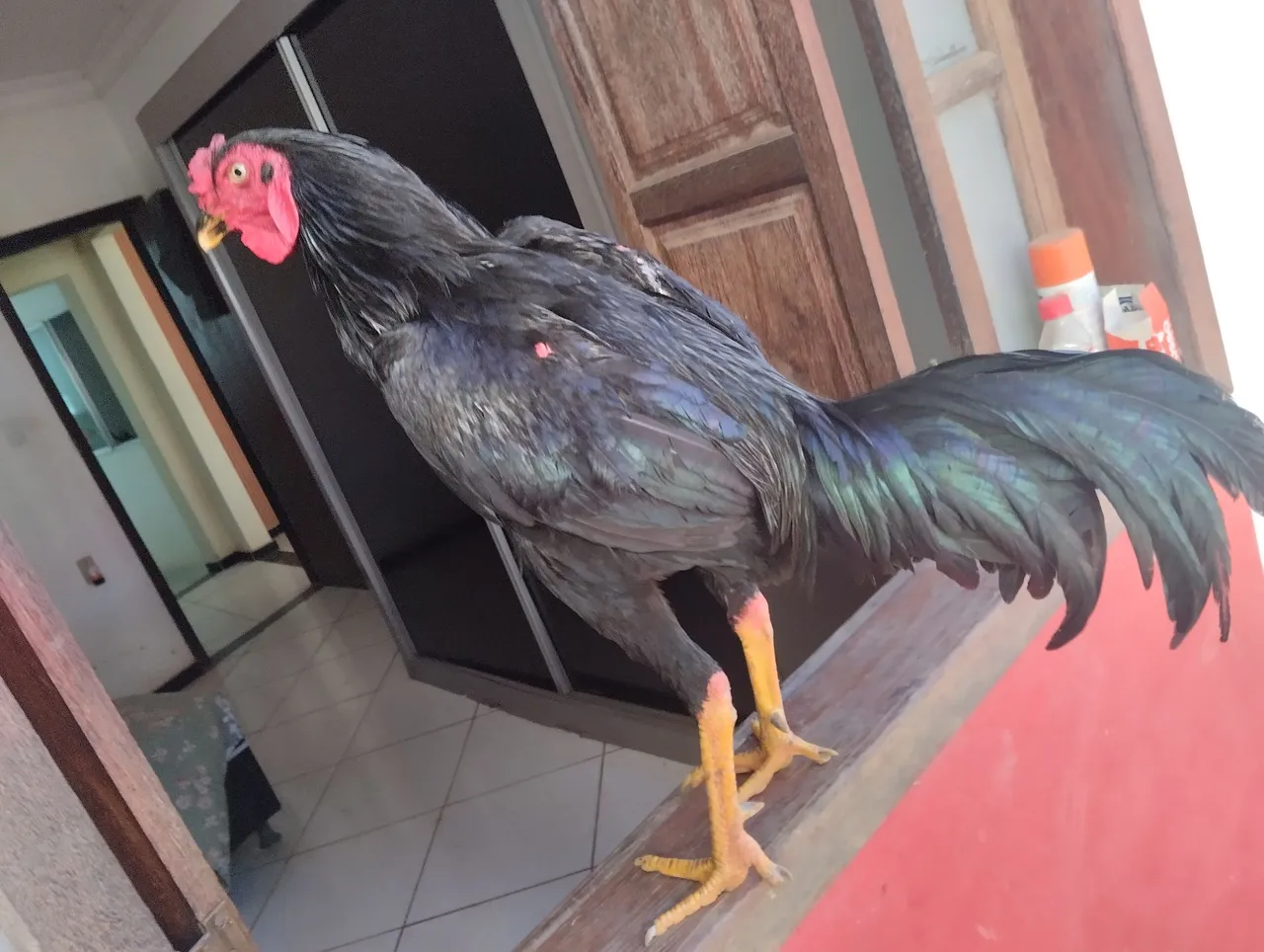 Galo Índio com Bankiva boa procedência ,boa linhagem