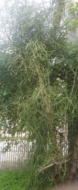 Planta grande Avelós, mudas. - Foto 2