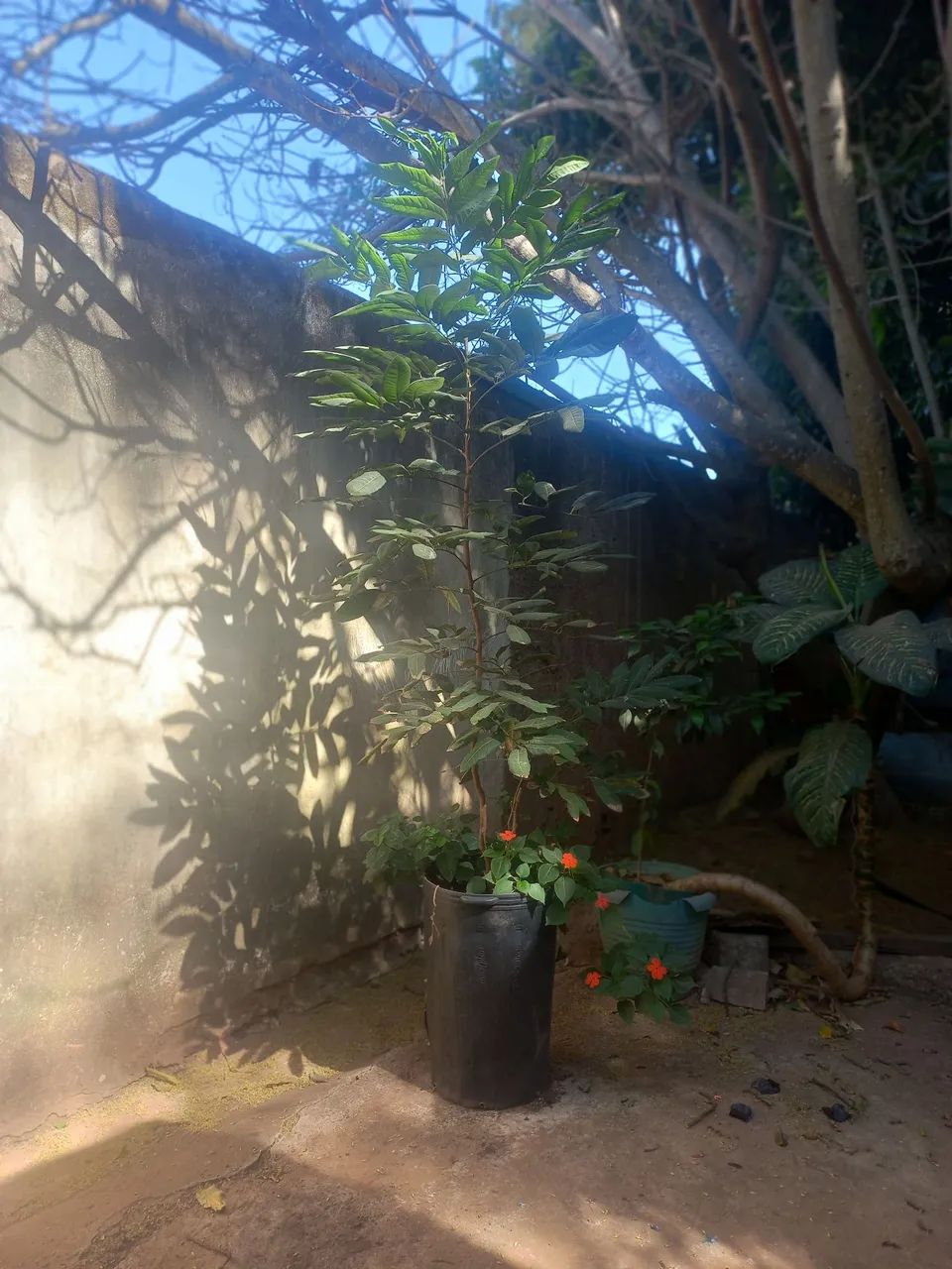 Longan árvore frutífera com 1,5m  está no vaso retirar em sobradinho  - Foto 5