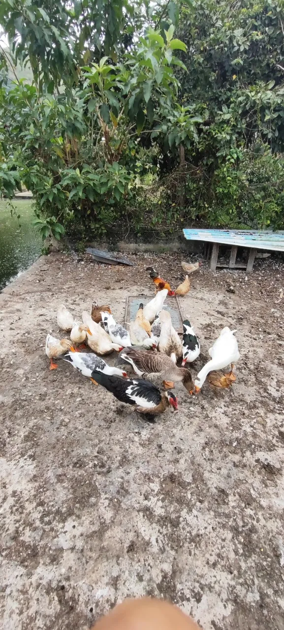 Patos, gansos e marrecos 