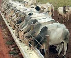 Bagaço de Cana para gado