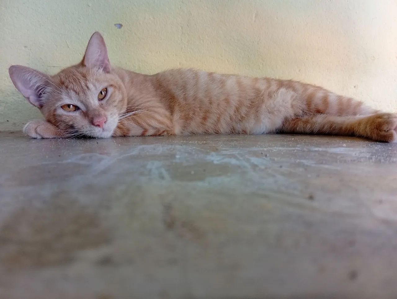 Gatinho laranja para adoção - Foto 2