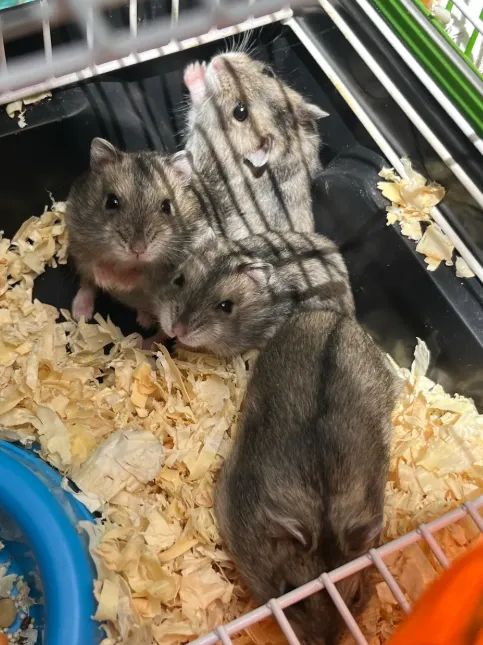 Hamster Anão Russo - Aprox. 50 dias - Muito dócil e saudável! - Foto 4