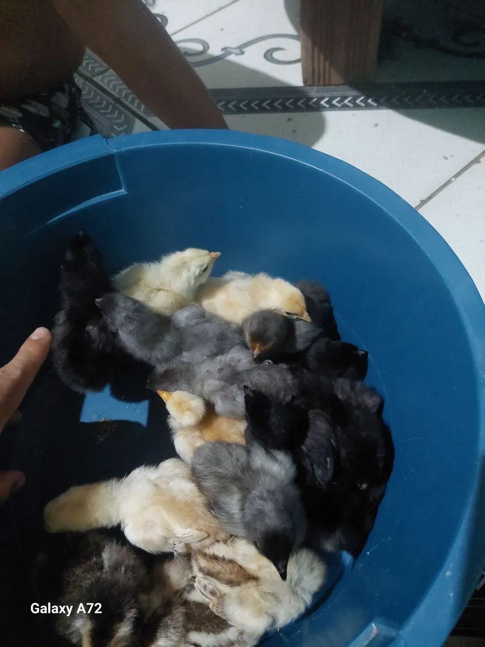 Pintinhos caipiras e caipirões - Foto 4