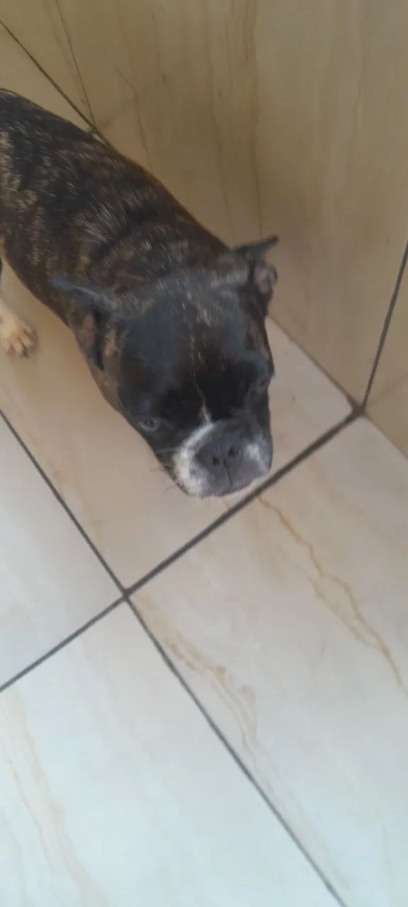 Filhote de Bulldog Francês feminina está com 5 meses  - Foto 2