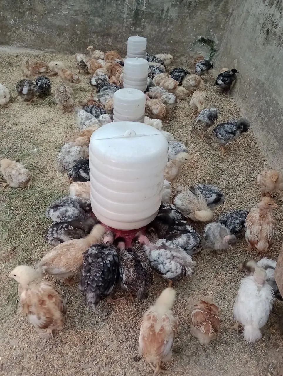 Pintainhas linhagem pesadão ( postura e engorda)