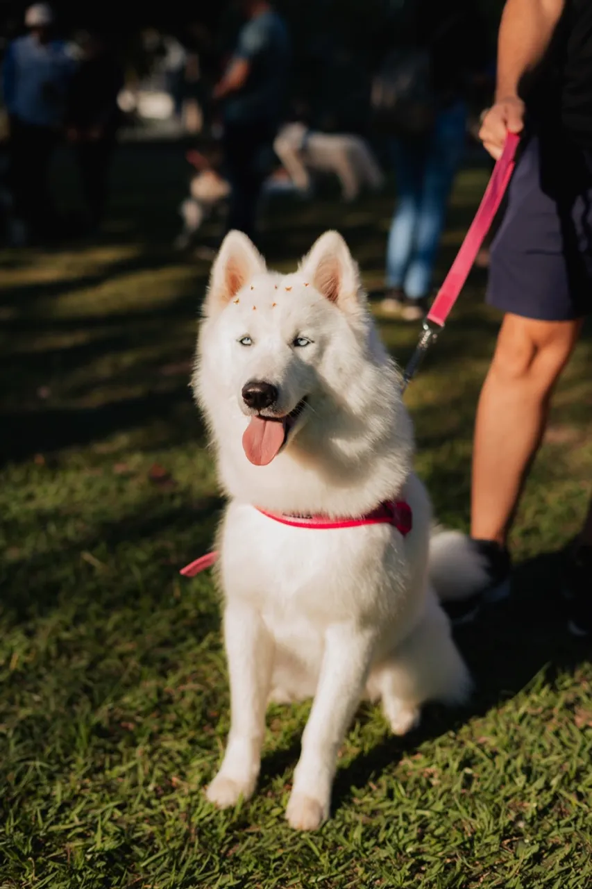Husky Siberiano - Filhote para adoção