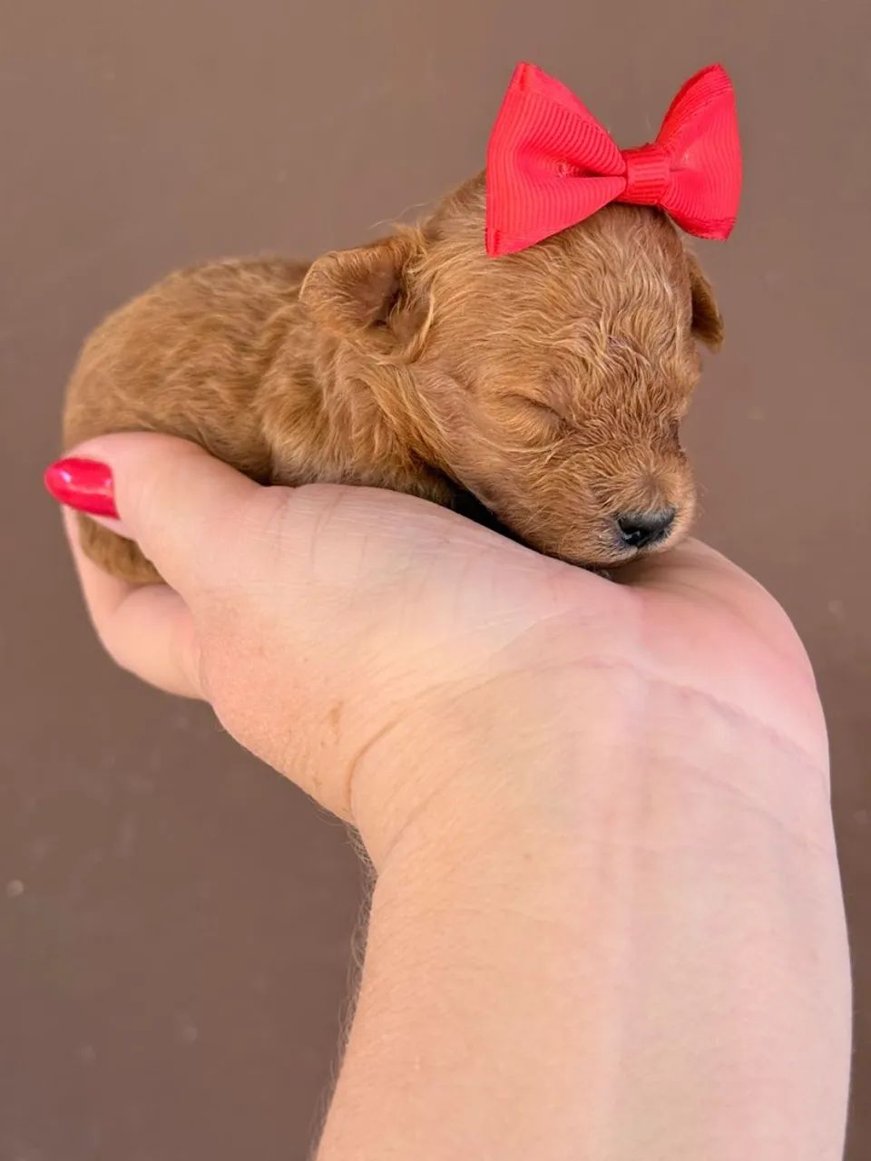 Poodle Toy Red Vendas | 