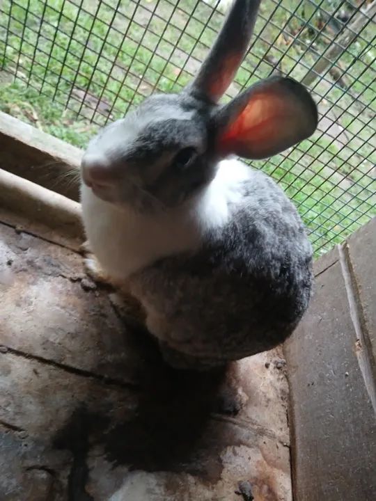 Coelhos Adultos  - Foto 3