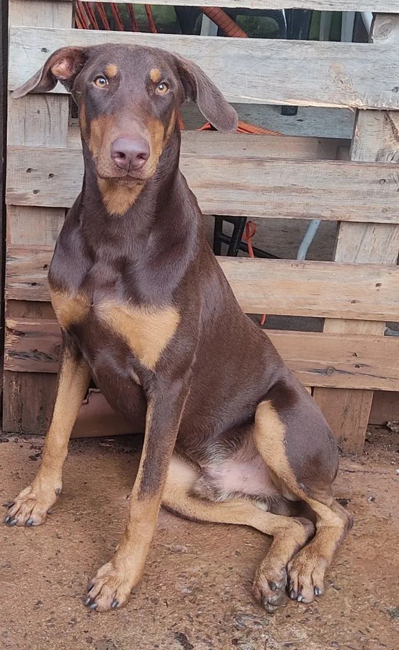 Doberman macho 