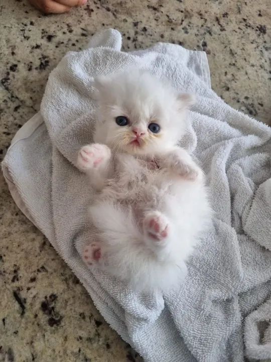 Gatinhos Persa - super fofinho