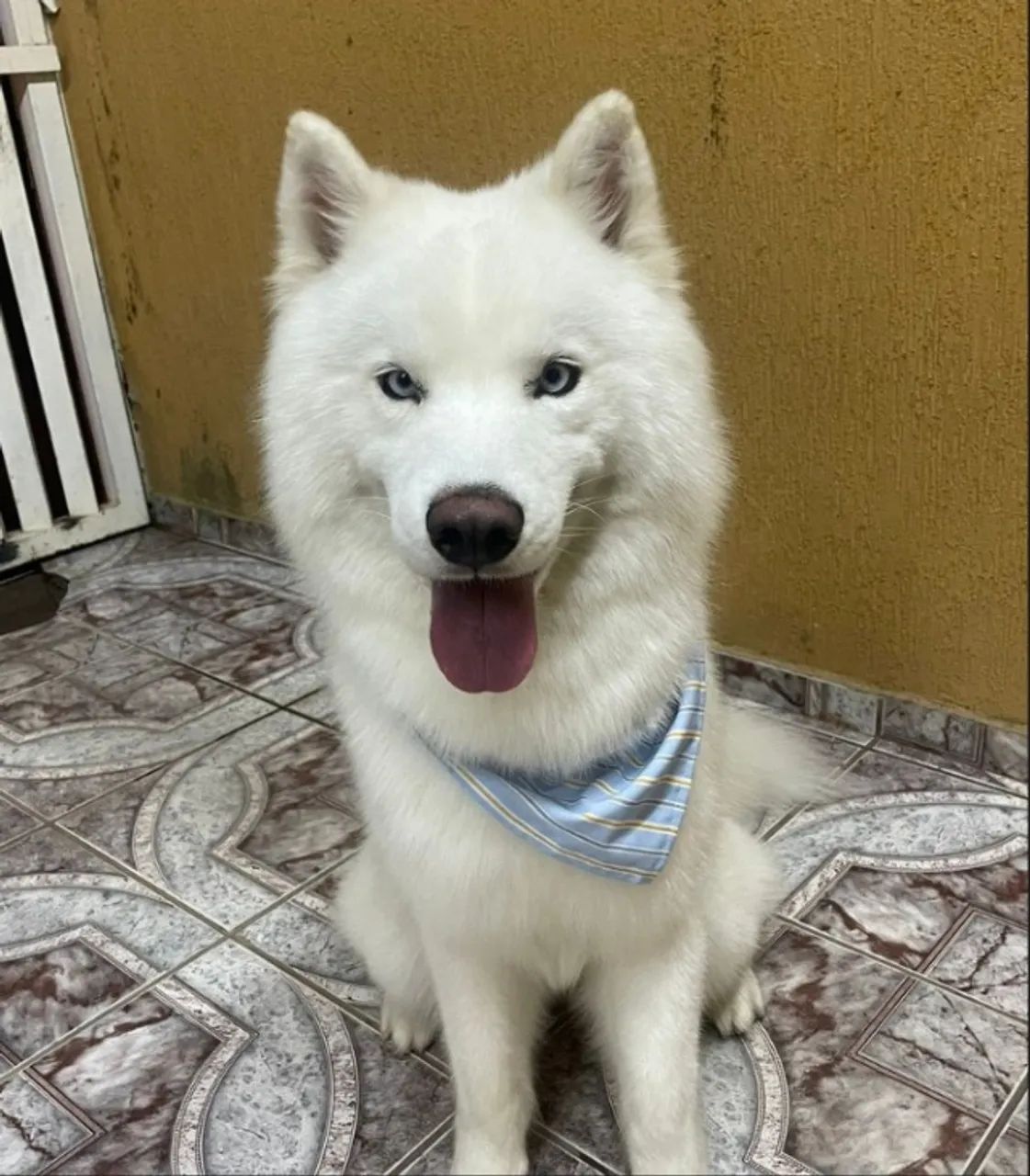 husky Siberiano filhote - Foto 6