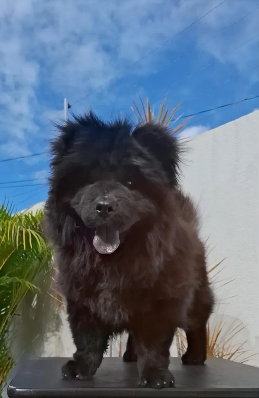 Filhote Chow Chow Preto