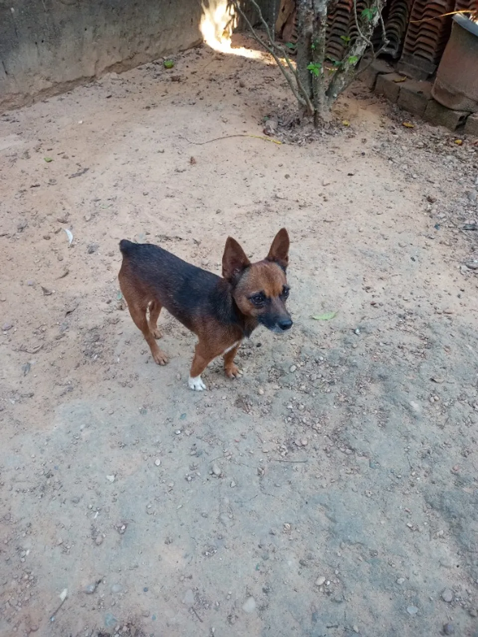 Pinscher macho