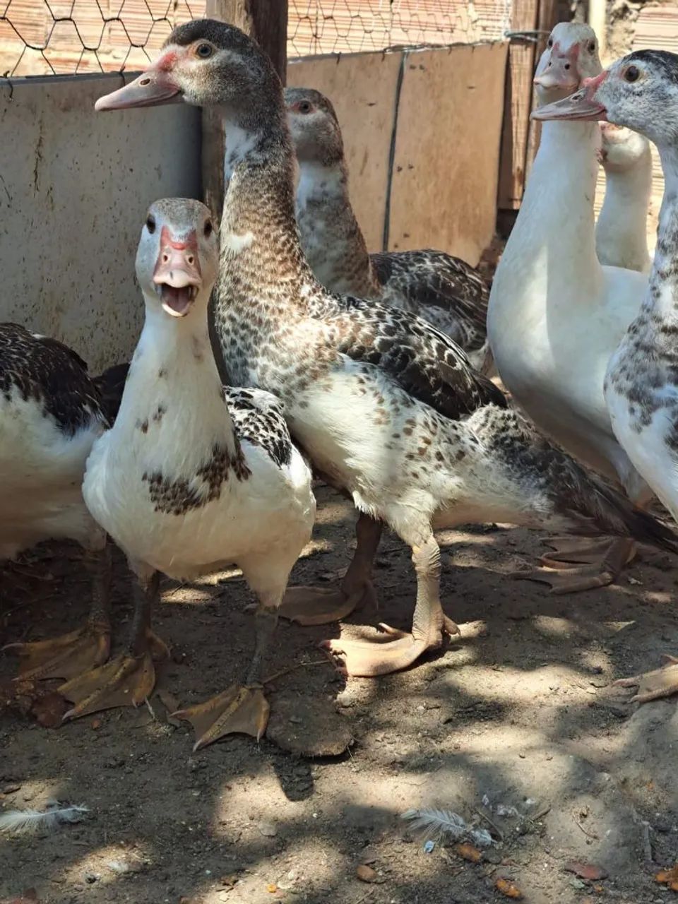 Patos pra vender logo - Foto 2