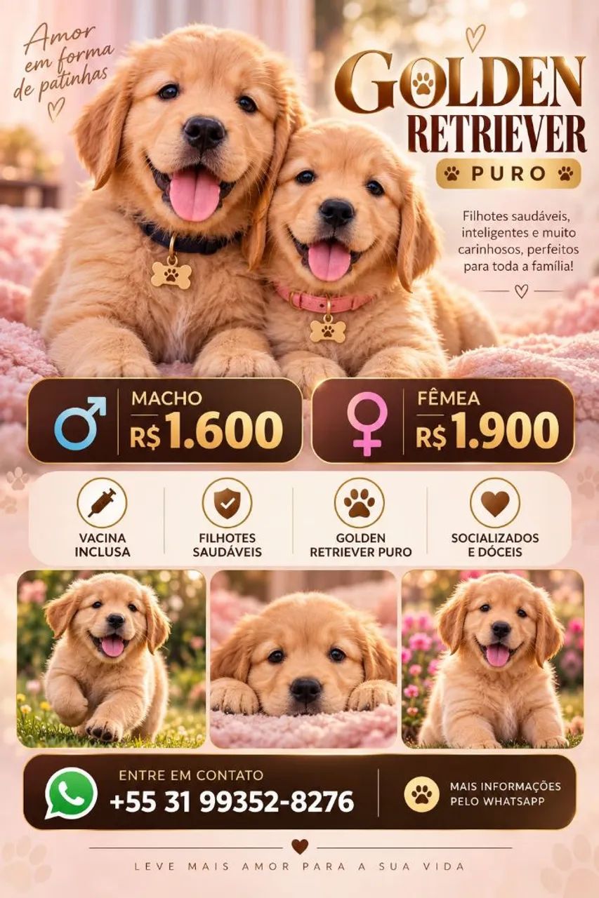 Golden retriver 