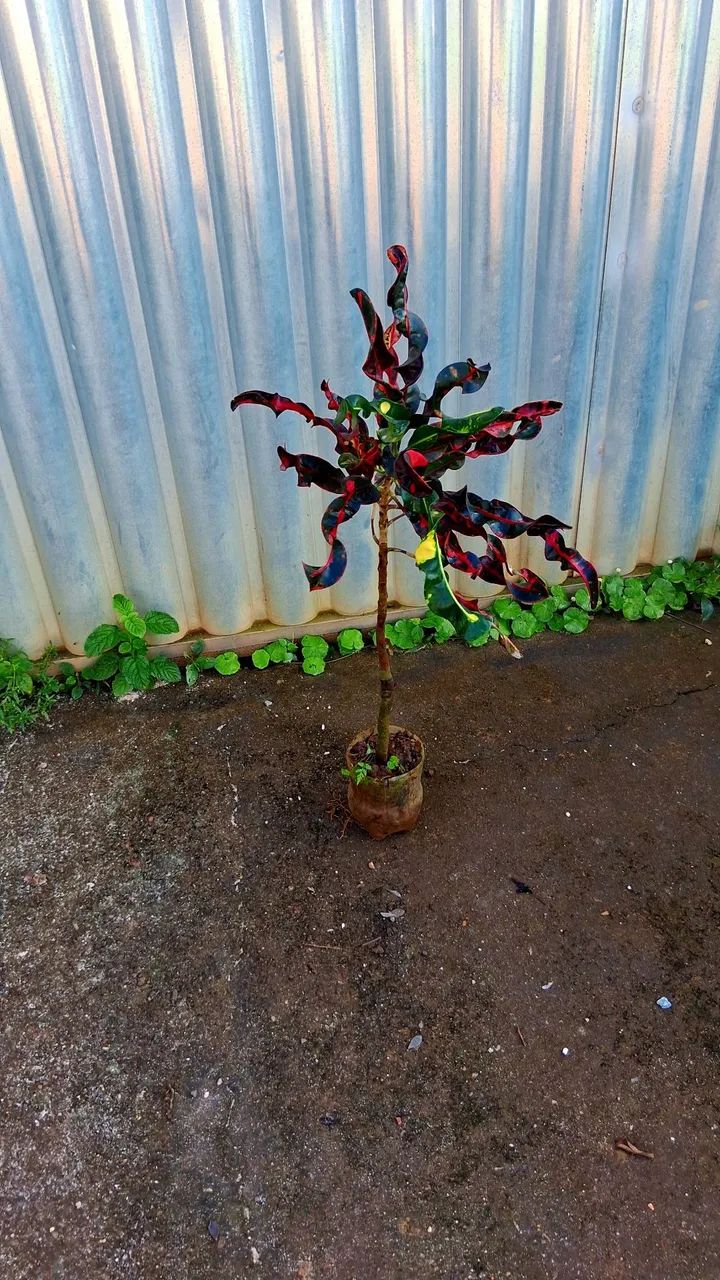 Croton parafuso  - Foto 2