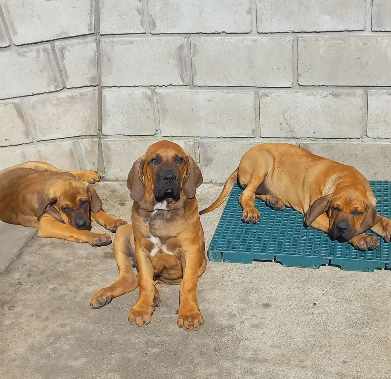 Fila Brasileiro 