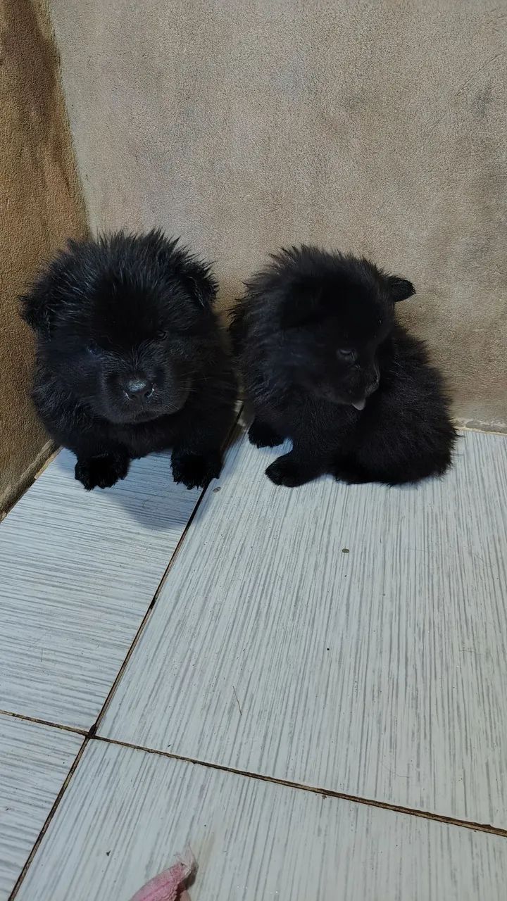 Cachorro - Foto 5