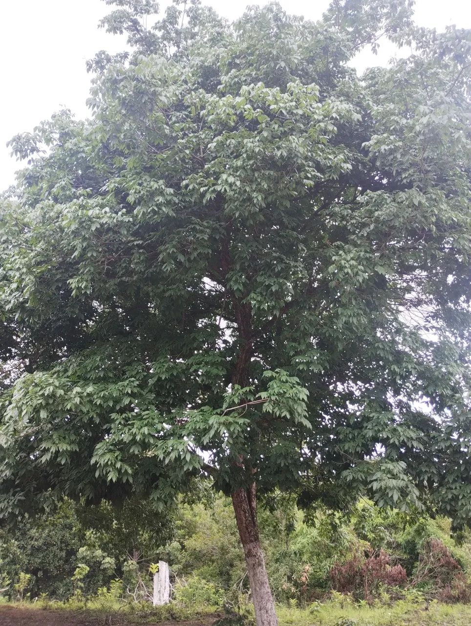 2 lotes 11x50 planos - Foto 4