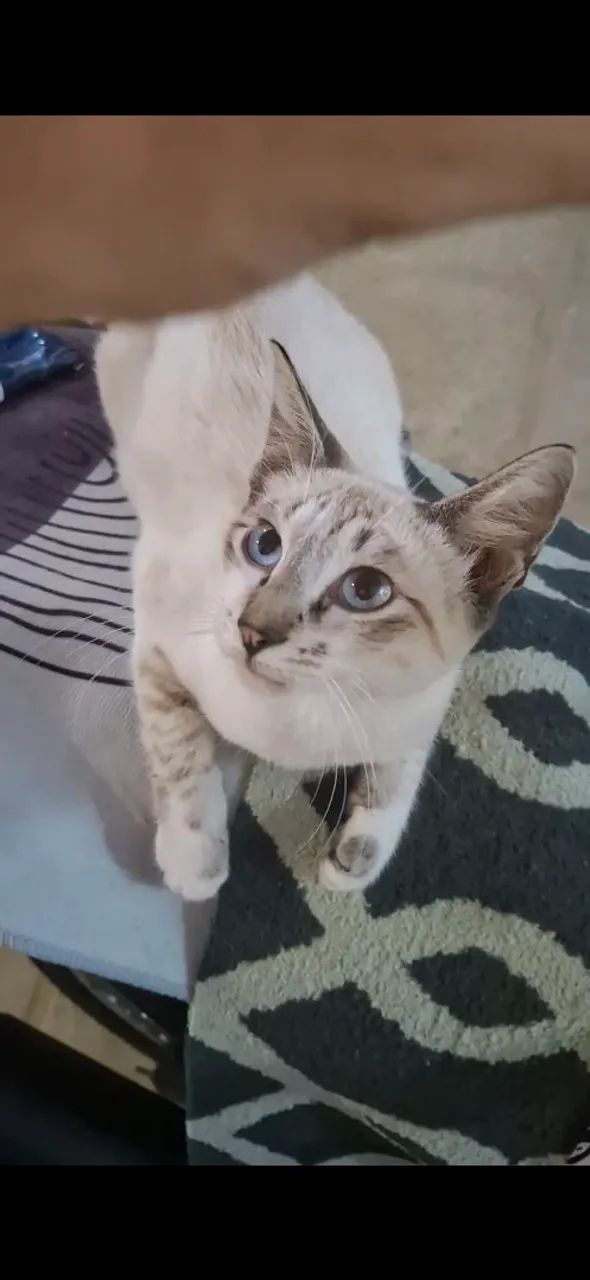 Gato Siamês