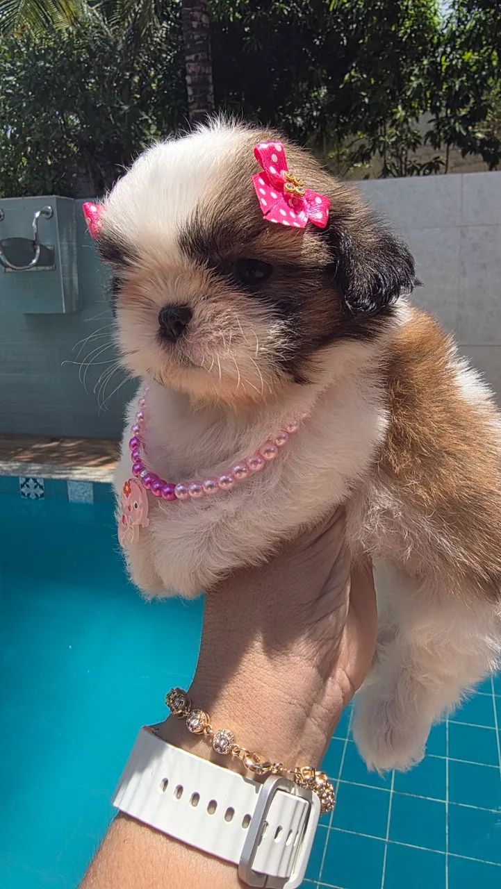 Shih tzu fêmea e macho disponível.. - Foto 2